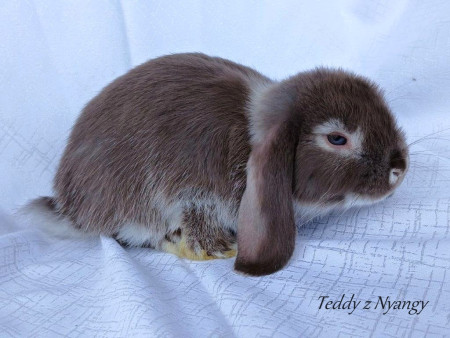 Vrh L27 - VOLNÝ 1 KLUK JIŽ K ODBĚRU !!!